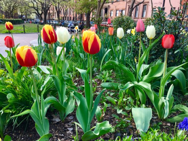 You’ll get an eyeful of spring flowers in Cobble Hill Park. Eagle photo by Lore Croghan