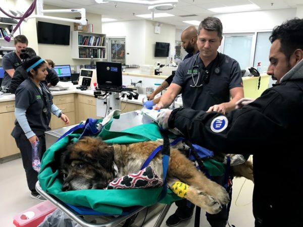 Dr. Brett Levitzke (center) cares for St. Vincent after the dog was found in a trash bag with its mouth tied shut. Photo courtesy of VERG