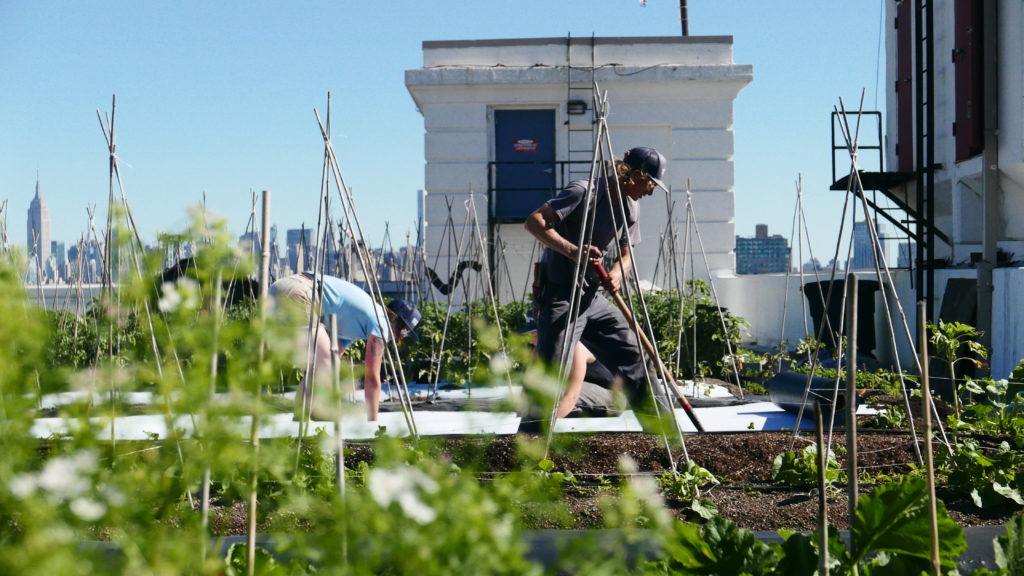 The Brooklyn Grange in the Brooklyn Navy Yard uses its green roof for urban agriculture. Photo courtesy of Brooklyn Grange