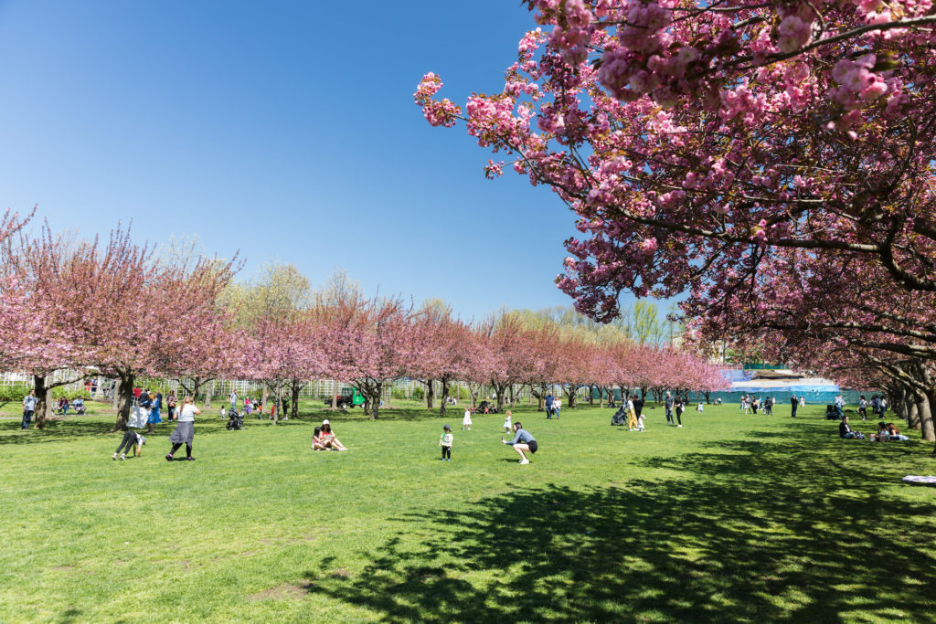The Cherry Esplanade is a must-see spot during Sakura Matsuri. Eagle photo by Paul Frangipane