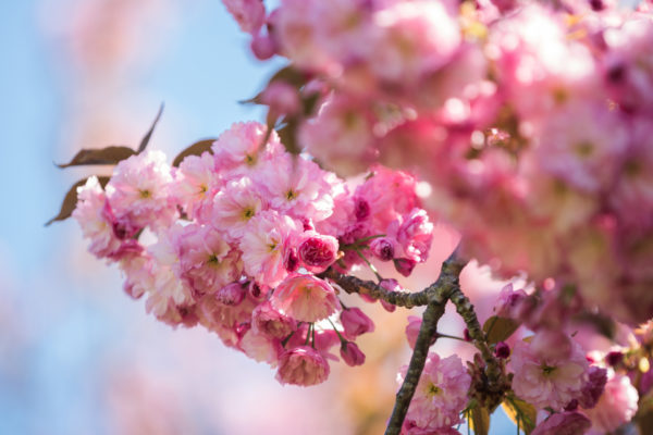 Here’s a cherry blossom closeup. Eagle photo by Paul Frangipane