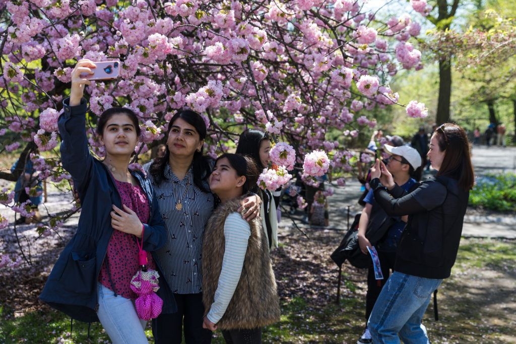 Cherry blossoms make the perfect backdrop for a family portrait. Eagle file photo by Paul Frangipane