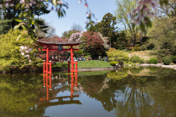 The Japanese Hill-and-Pond Garden looks so picturesque today.