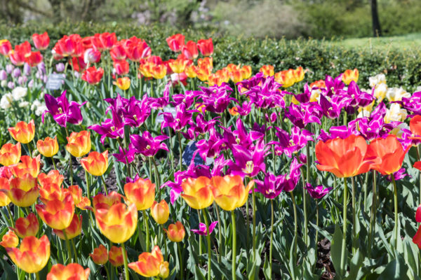 Brooklyn Botanic Garden’s tulips are really something. Eagle photo by Paul Frangipane