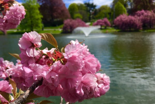 Cherry blossoms frame this view of a Green-Wood Cemetery pond called Valley Water. Eagle photo by Lore Croghan