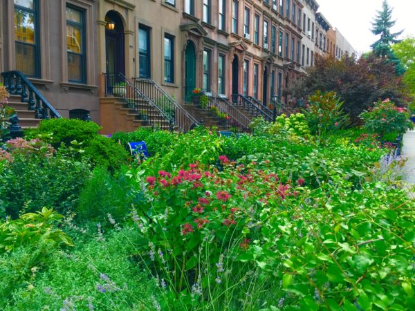 There are brownstones galore in the Carroll Gardens Historic District. Eagle file photo by Lore Croghan