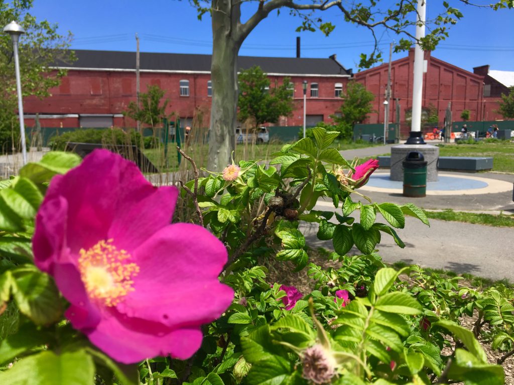 Spring posies brighten the view of what’s left of the Lidgerwood Building. Eagle photo by Lore Croghan