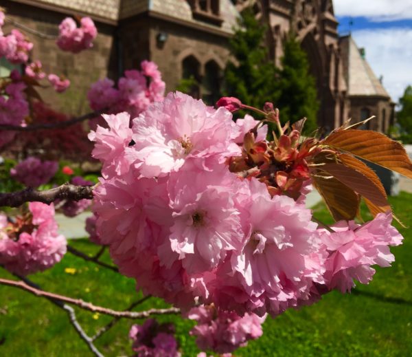 Here’s a closer look at the blossoms beside Green-Wood Cemetery’s gates. Eagle photo by Lore Croghan