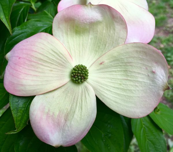 Dandy dogwood blooms brighten brighten the scenery in Fort Greene Park. Eagle photo by Lore Croghan