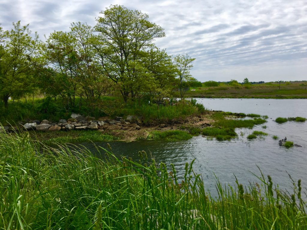 Near Salt Marsh Nature Center, in part of Marine Park that was not on Mike Feller’s tour, the shoreline is so scenic. Eagle photo by Lore Croghan