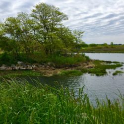 Near Salt Marsh Nature Center, in part of Marine Park that was not on Mike Feller’s tour, the shoreline is so scenic. Eagle photo by Lore Croghan