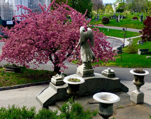  sculptural angel atop the Chambettaz mausoleum gazes down on a flowering cherry tree in Green-Wood Cemetery. Eagle photo by Lore Croghan