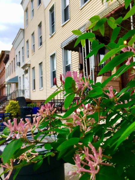 Blossoms frame a view of Walt Whitman’s Clinton Hill house, which is the tallest building in the picture. Eagle photo by Lore Croghan 
