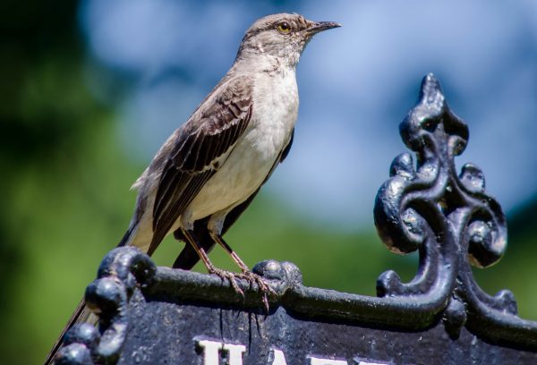 A bird in Green-Wood Cemetery. Image courtesy of Jennifer Kepler.