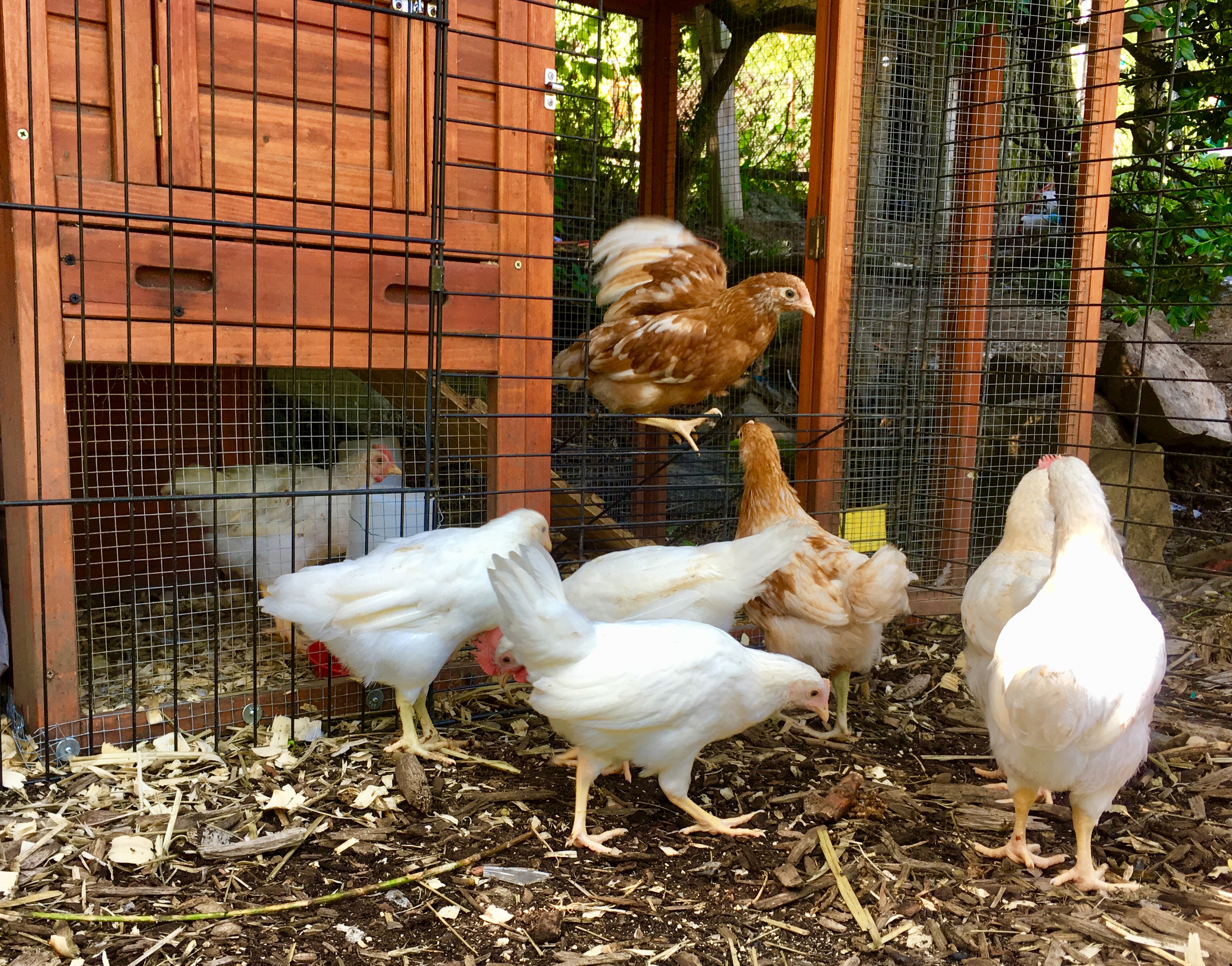Seven-week-old chickens gather in front of their coop. Eagle photo by Lore Croghan