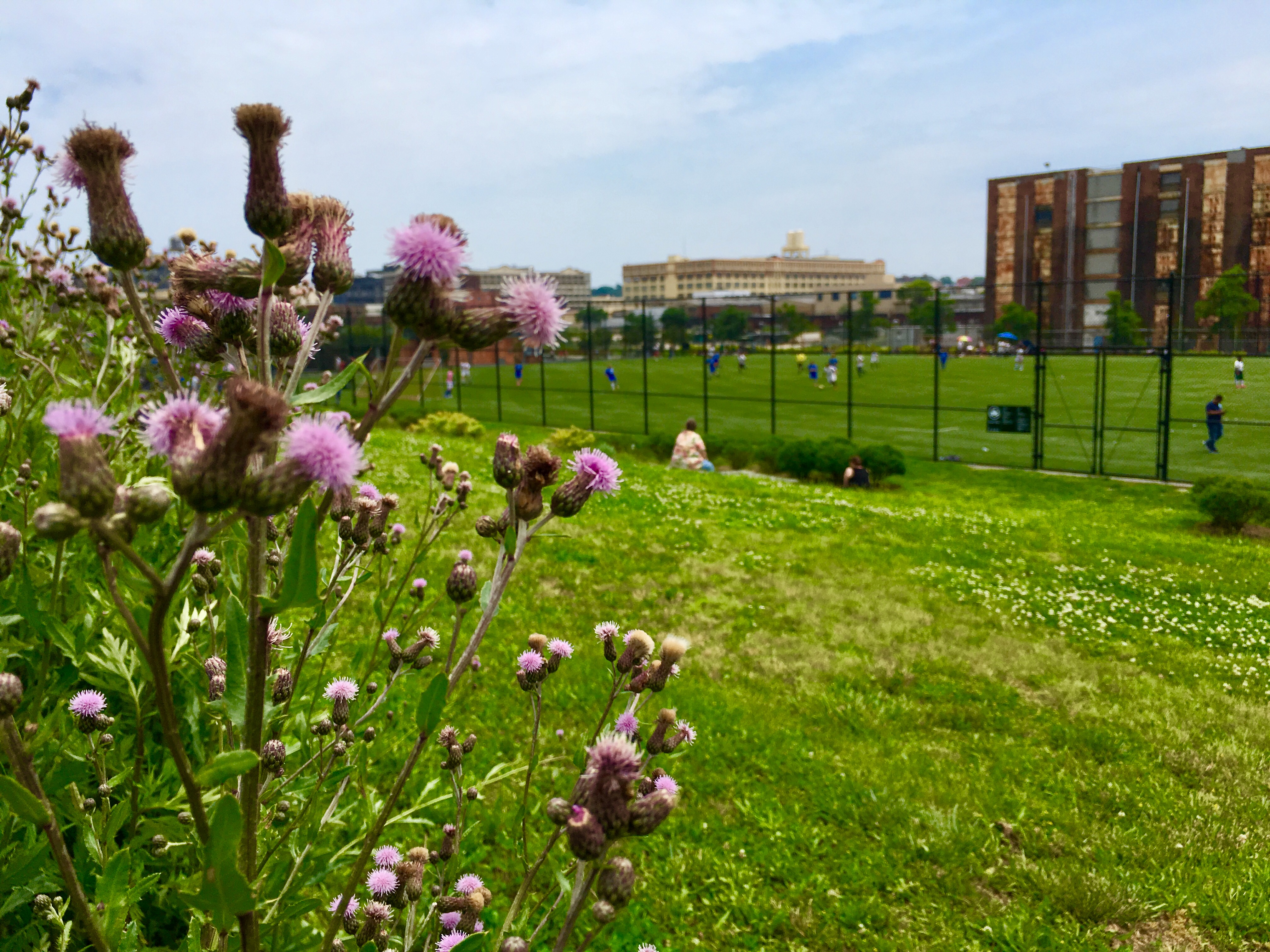 Look but don’t touch. Sharp thistles frame a view of sports fields at Bush Terminal Park. Eagle photo by Lore Croghan