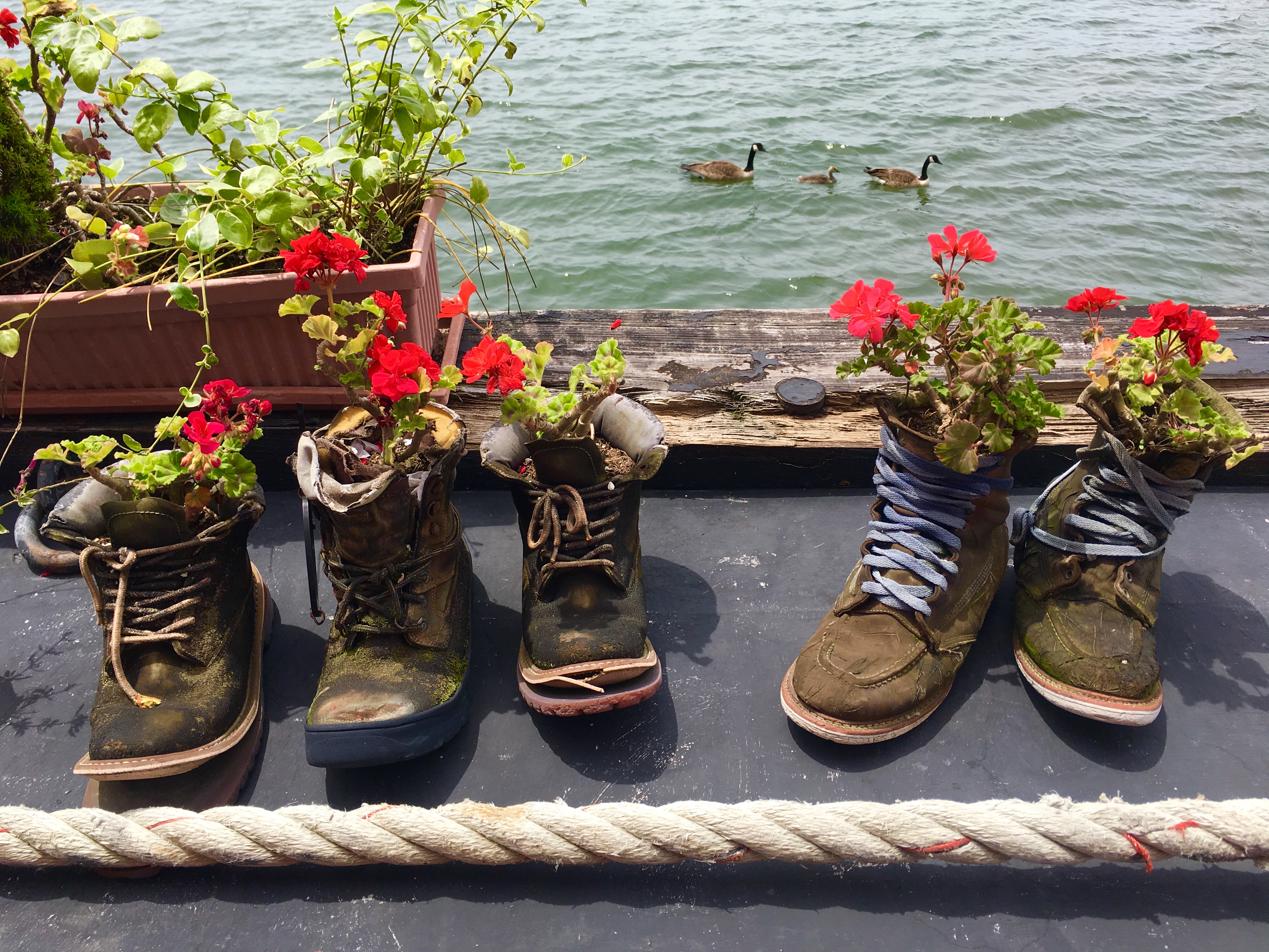 On the museum barge’s outside deck, flowers grow in surprising planters. Eagle photo by Lore Croghan