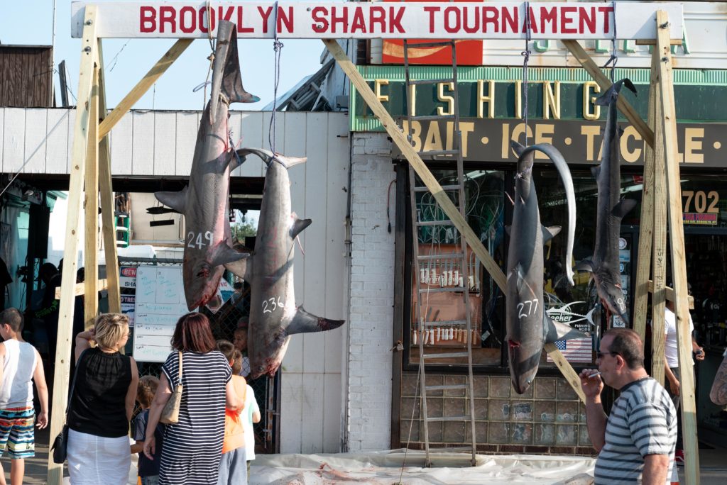 Sharks caught in the tournament hang outside the Stella Maris Bait and Tackle shop in Sheepshead Bay, their weights recorded in white. Eagle photo by Paul Stremple
