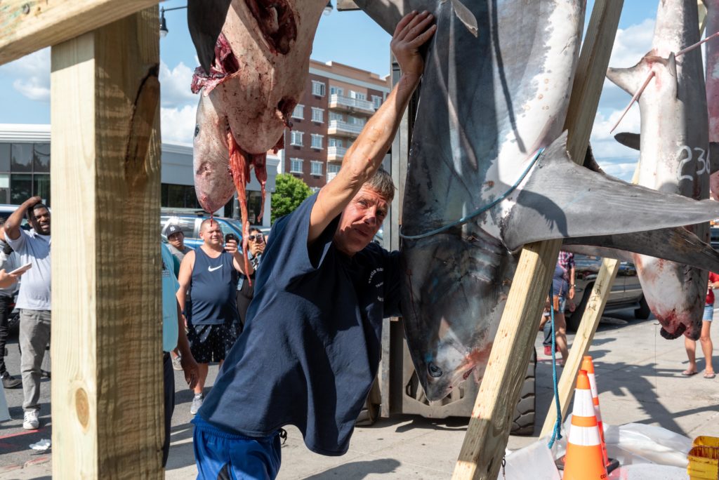 Hoisting the day’s heaviest catch, a 277 lb. thresher shark, up onto the scaffold. Eagle photo by Paul Stremple