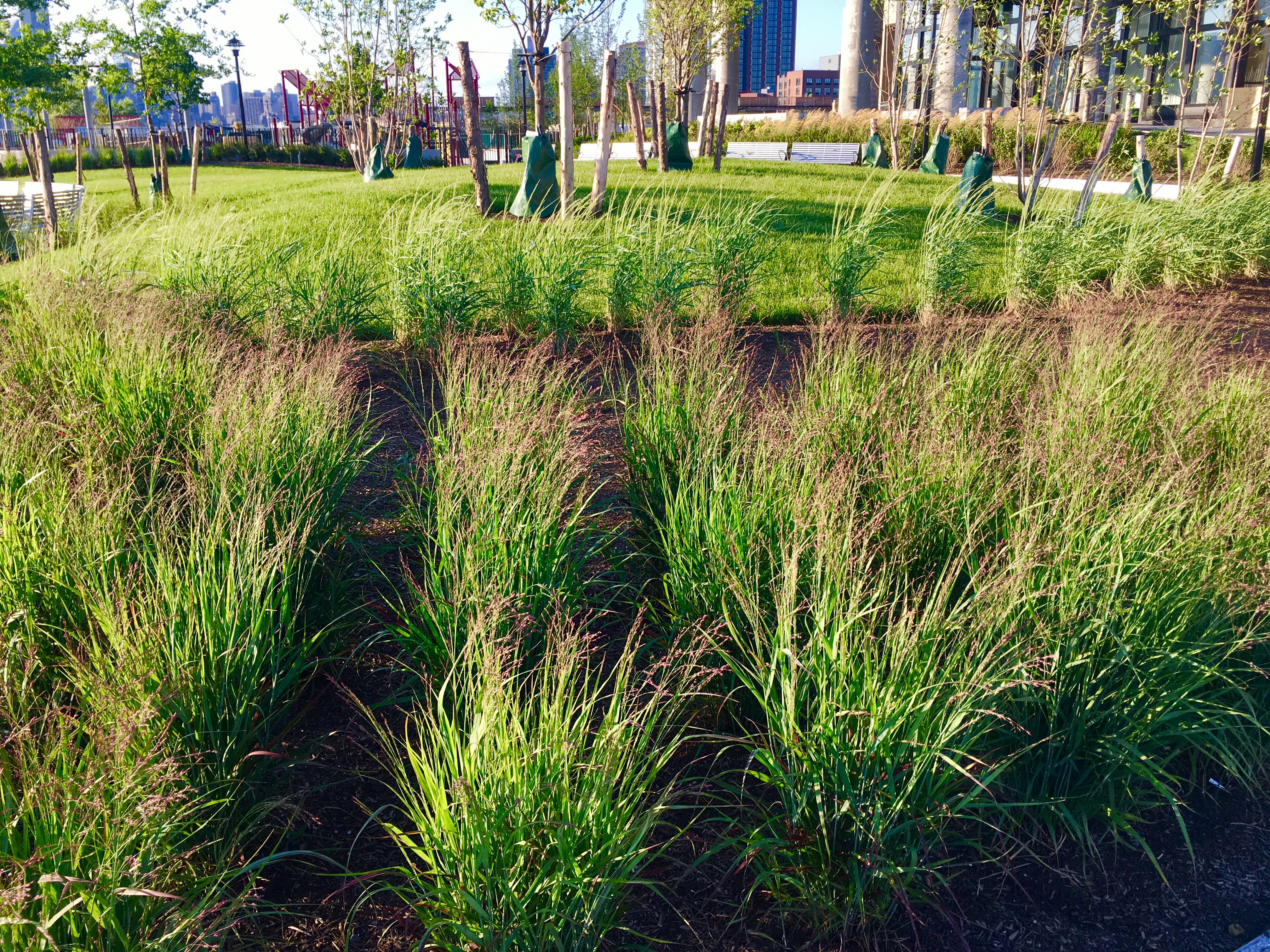 Grasses grow in neat rows in the green space outside The Greenpoint. Eagle photo by Lore Croghan