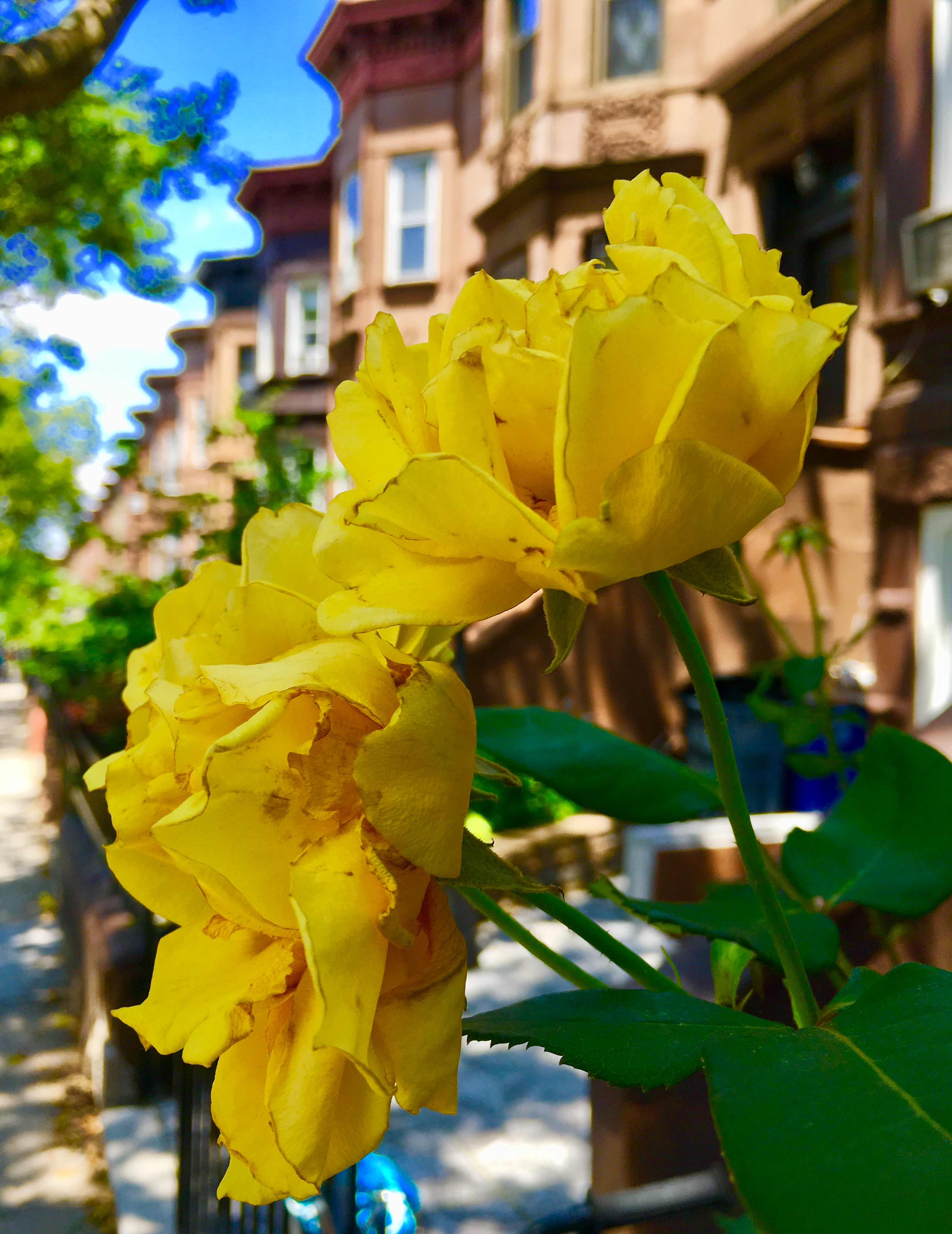 Fine fleurs can be found on 48th Street in the Central Sunset Park Historic District. Eagle photo by Lore Croghan