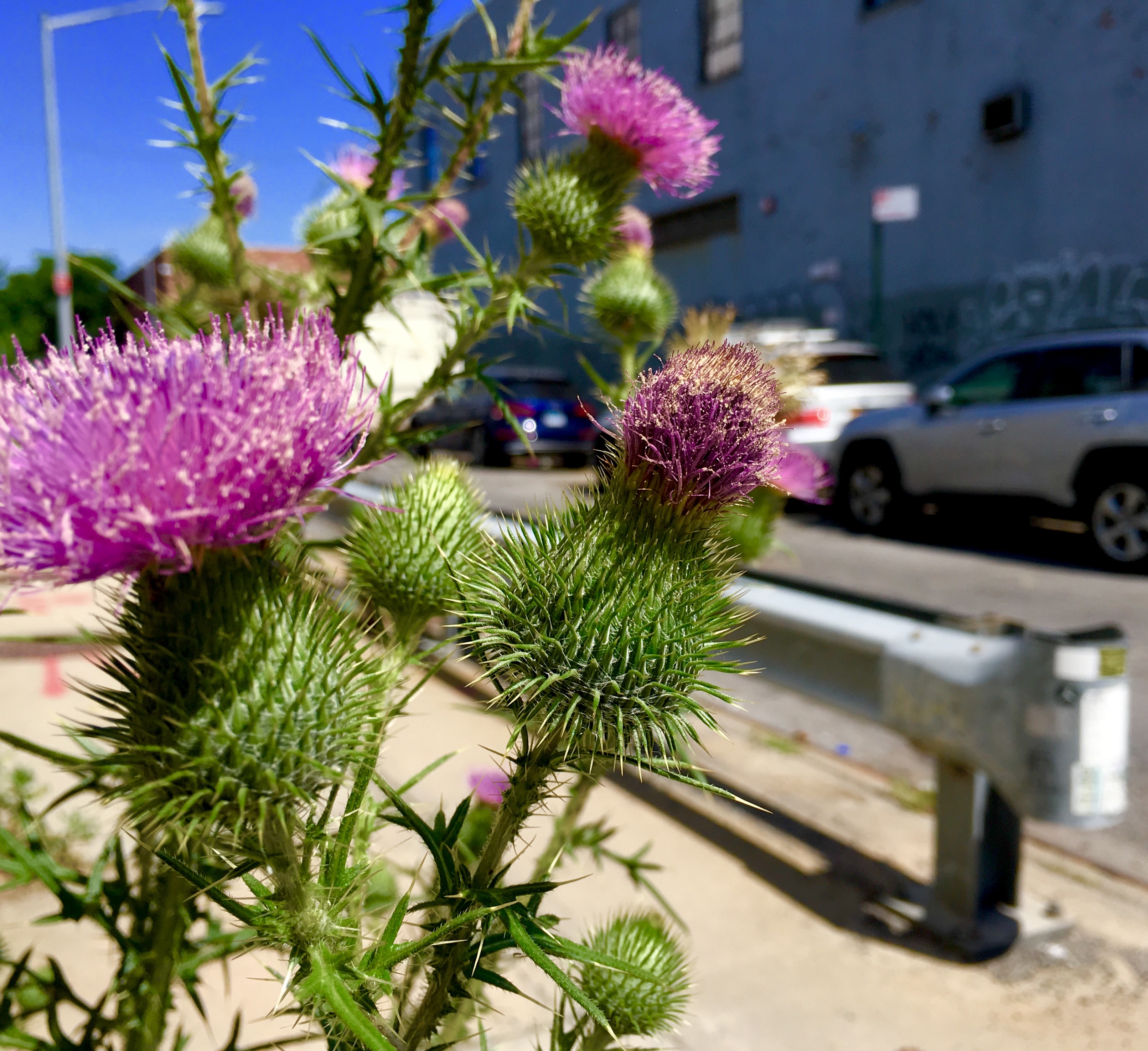 Thistles grow in country fields — and also on the sidewalk outside the Con Ed substation. Eagle photo by Lore Croghan