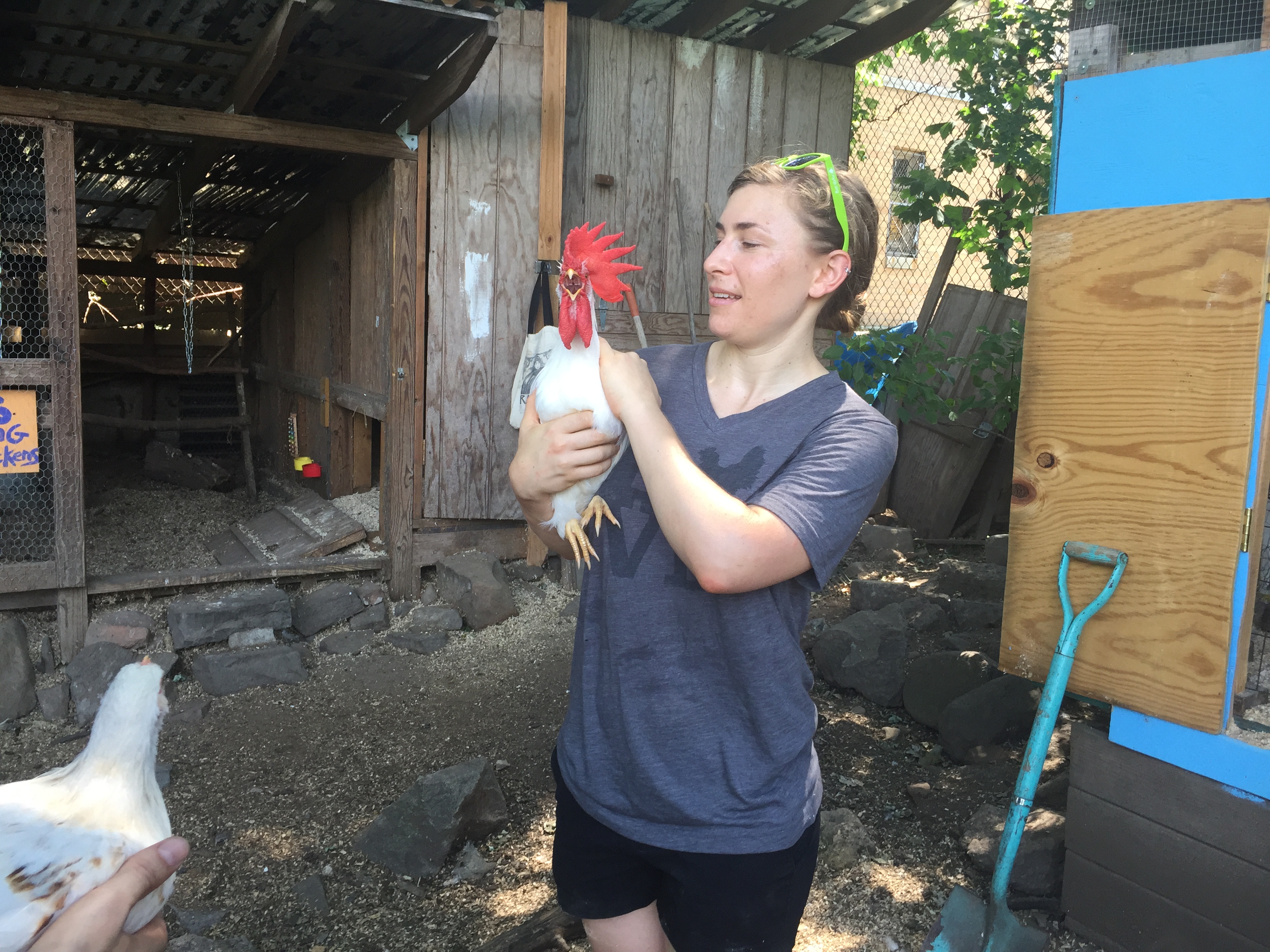 Spike the rooster came to Imani from a local science class’ egg hatching workshop. Eagle photo by Alex Williamson 