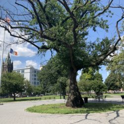 A tree in Coffey Park. Eagle photo by Noah Goldberg