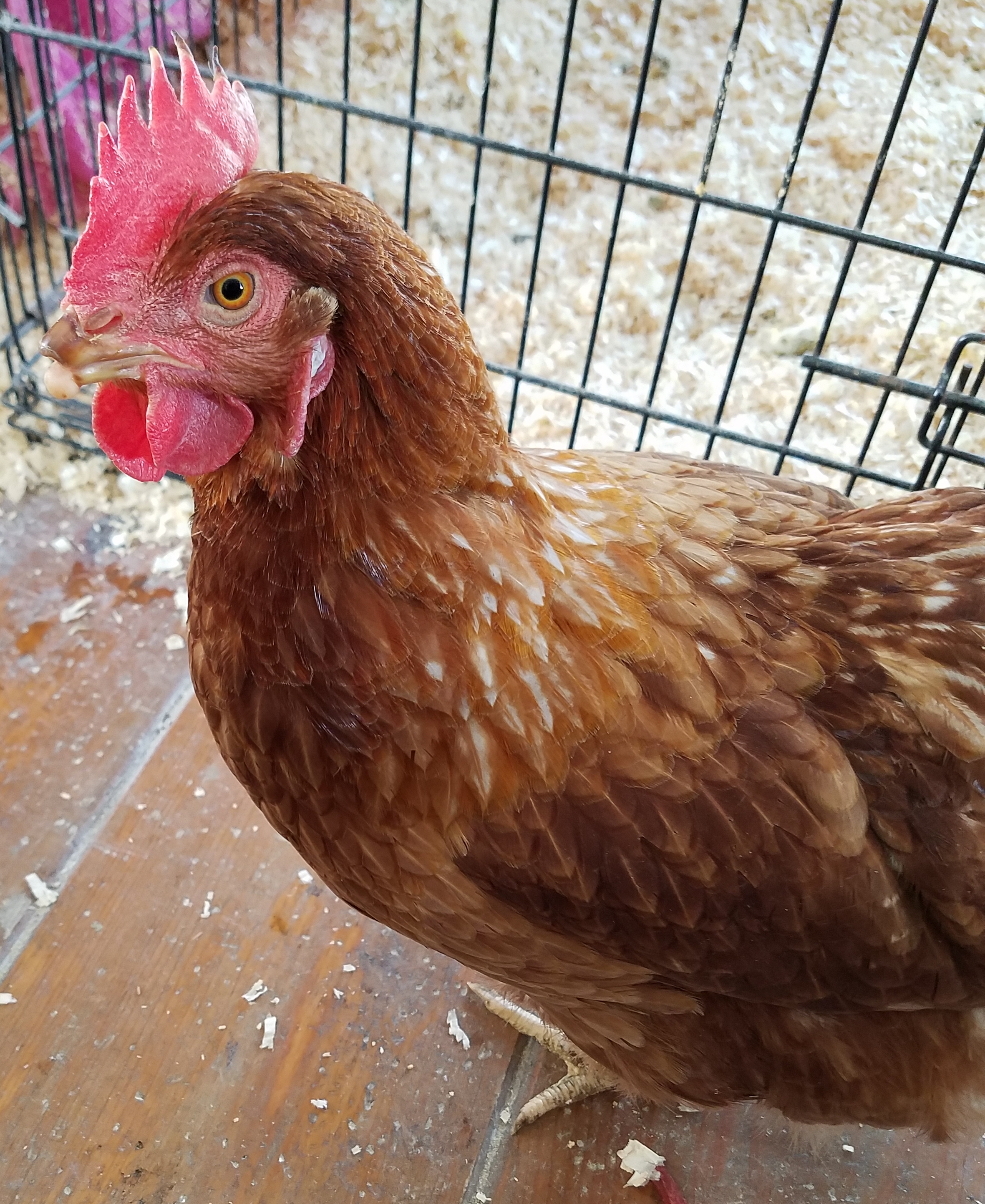 One of the three hens found wandering near the Poly Prep Campus in December 2017. Photo courtesy of Mia Sacilotto. 