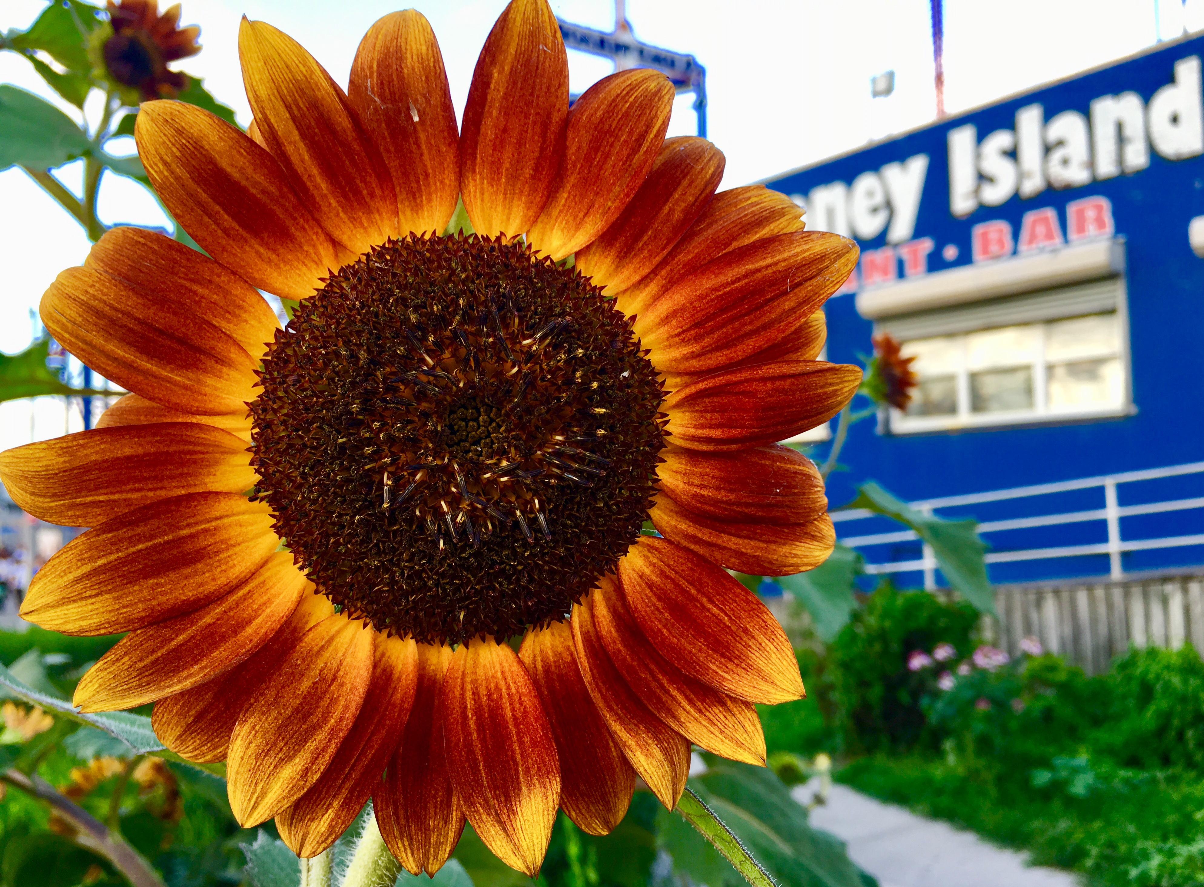 Seen beside the Coney Island Boardwalk: Here Comes The Sun(flower). Eagle photo by Lore Croghan