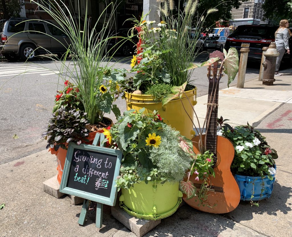 Plants on a Lincoln Place sidewalk are “growing to a different beat.” Eagle photo by Mary Frost
