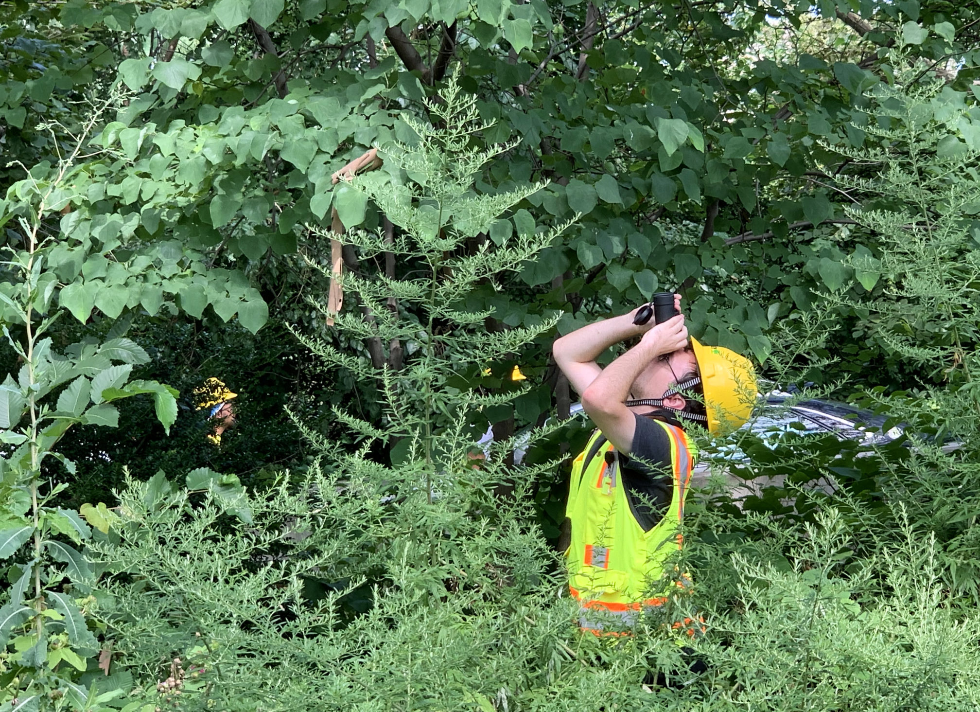 Specialists hired by USDA inspected trees in Cadman Plaza Park in Downtown Brooklyn on Thursday for Asian longhorned beetle infestation. If a tree is infested, it needs to be chopped down and removed. Eagle photo by Mary Frost