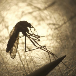The NYC Health Department will be spraying for mosquitoes carrying West Nile virus in Brooklyn and Queens Thursday night. But what is in that spray, and is it safe to breathe? AP file photo by Rick Bowmer