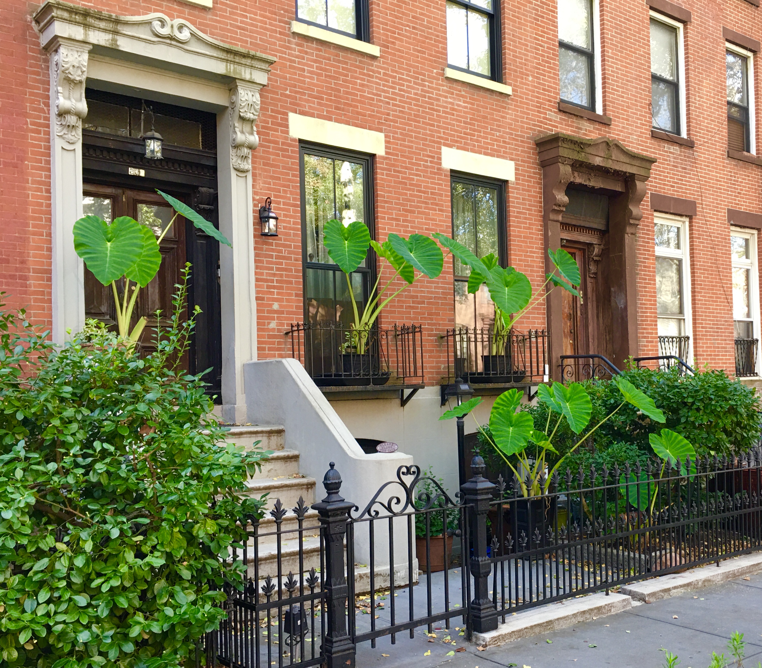 Potted plants with giant leaves add visual pop to 226 Bergen St. Eagle photo by Lore Croghan