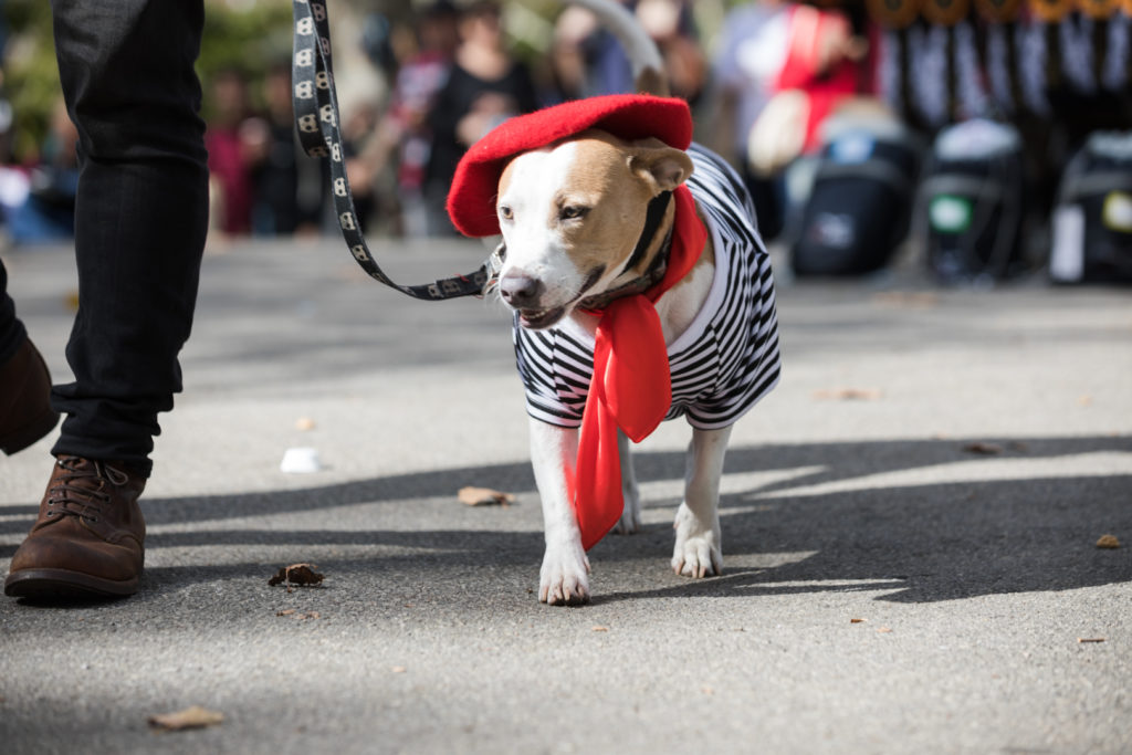 Photos Fort Greene dog costume contest