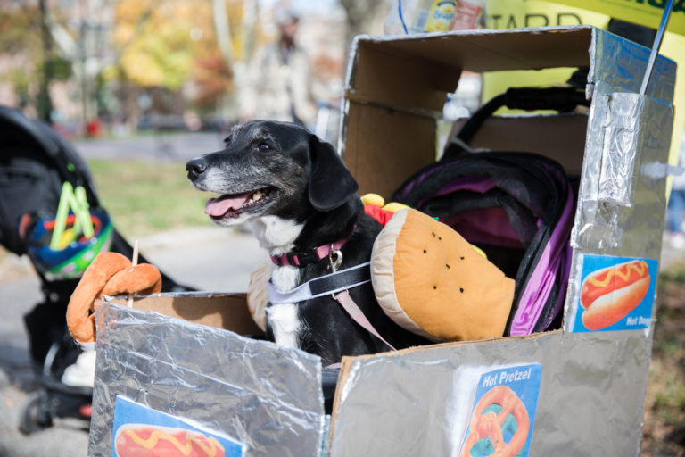 Photos Fort Greene dog costume contest