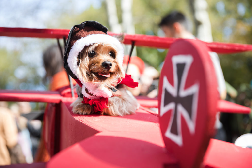 Here's one half of Snoopy and the Red Baron, the winning costume. Eagle photos by Paul Frangipane