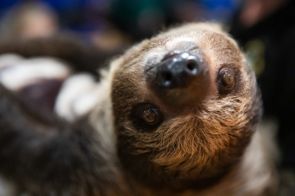 Meet Roger the Sloth, the star of the Brooklyn Children’s Museum’s new exhibition, “Survival of the Slowest.” Eagle photo by Paul Frangipane