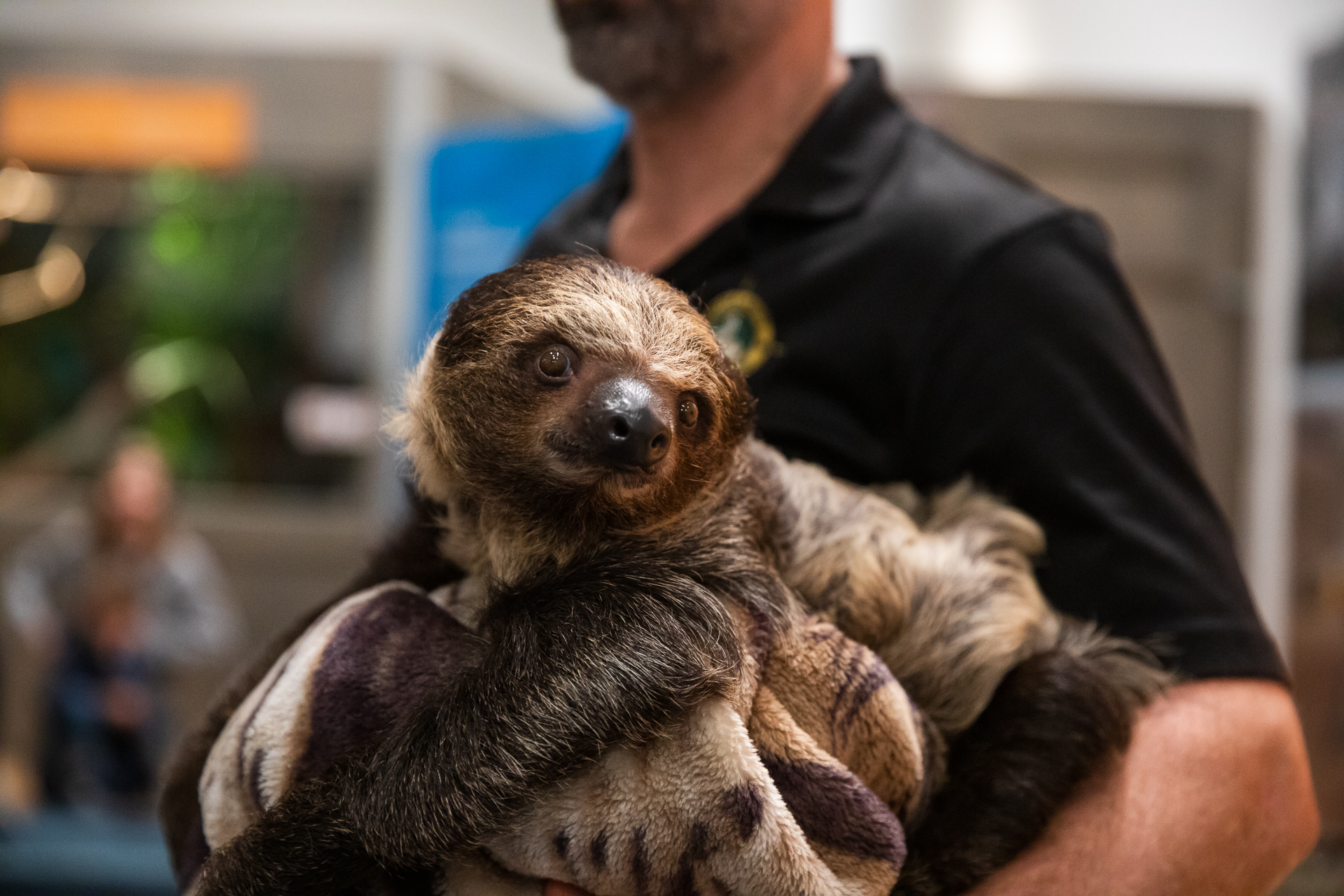 Roger the Sloth snuggles in his blanket like a little prince. Eagle photo by Paul Frangipane