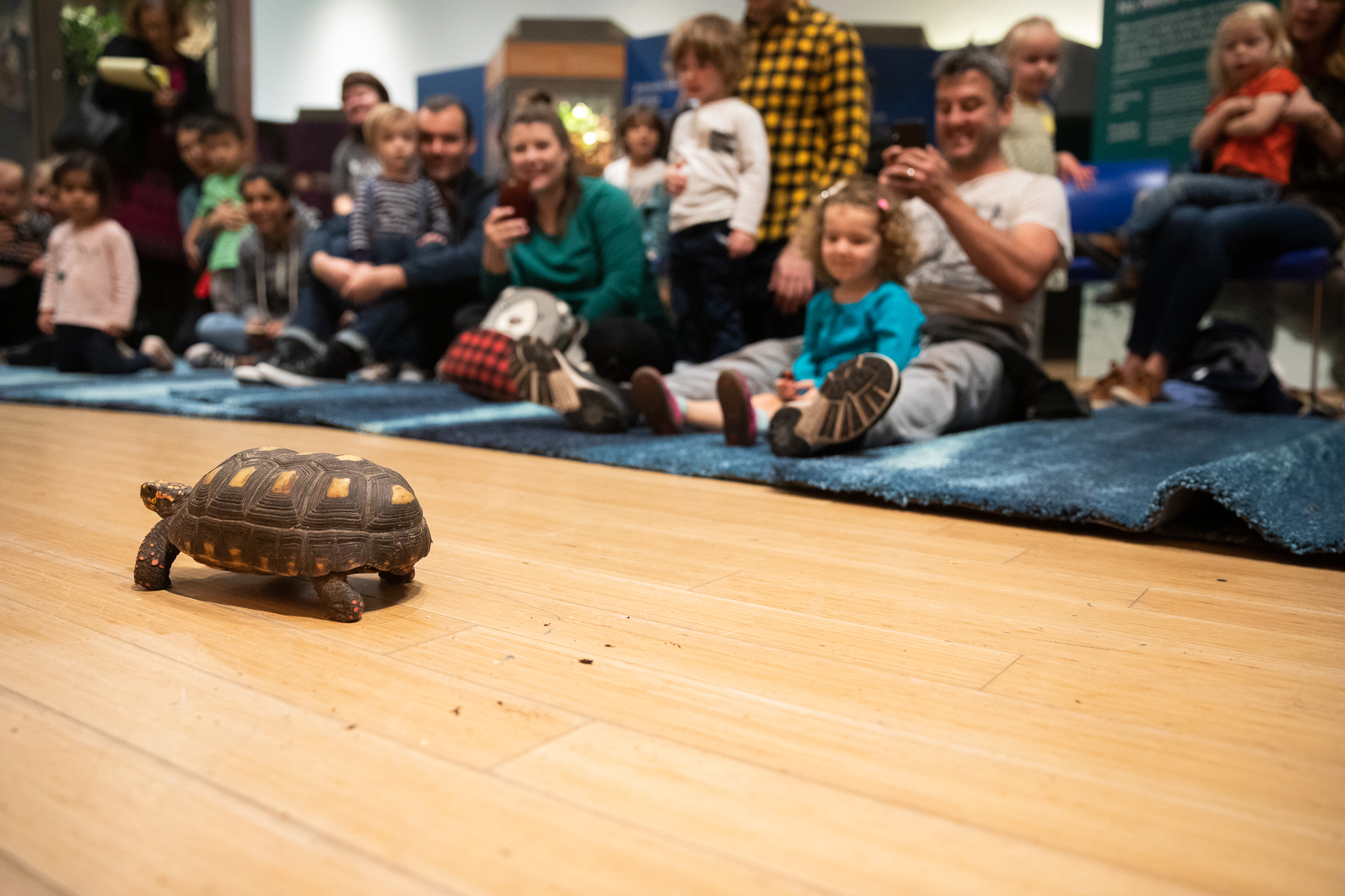 Flash the tortoise struts his stuff at the Brooklyn Children’s Museum. Eagle photo by Paul Frangipane