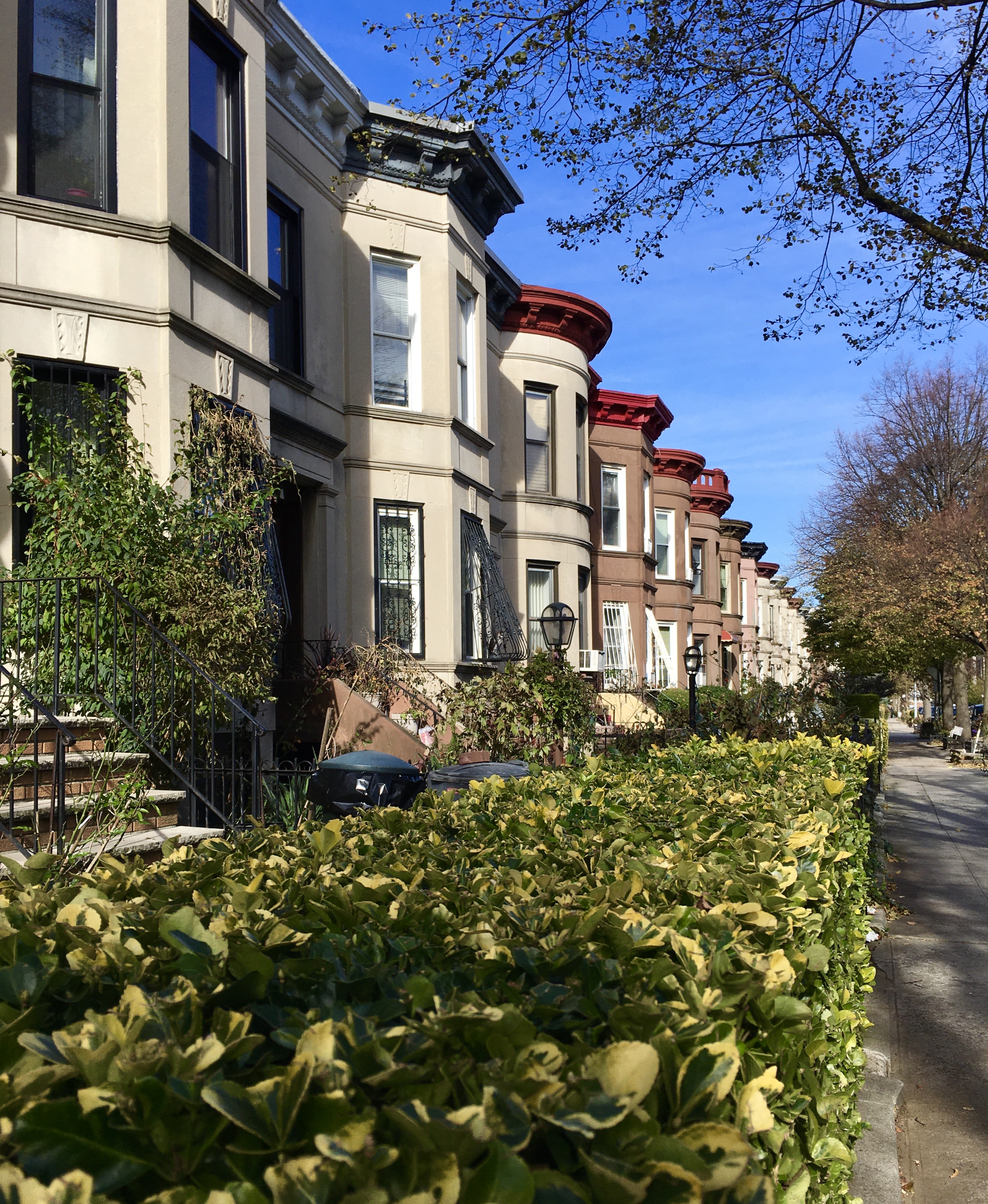 The shrubbery in this East 25th Street garden is leafy even in late autumn. Photo: Lore Croghan/Brooklyn Eagle