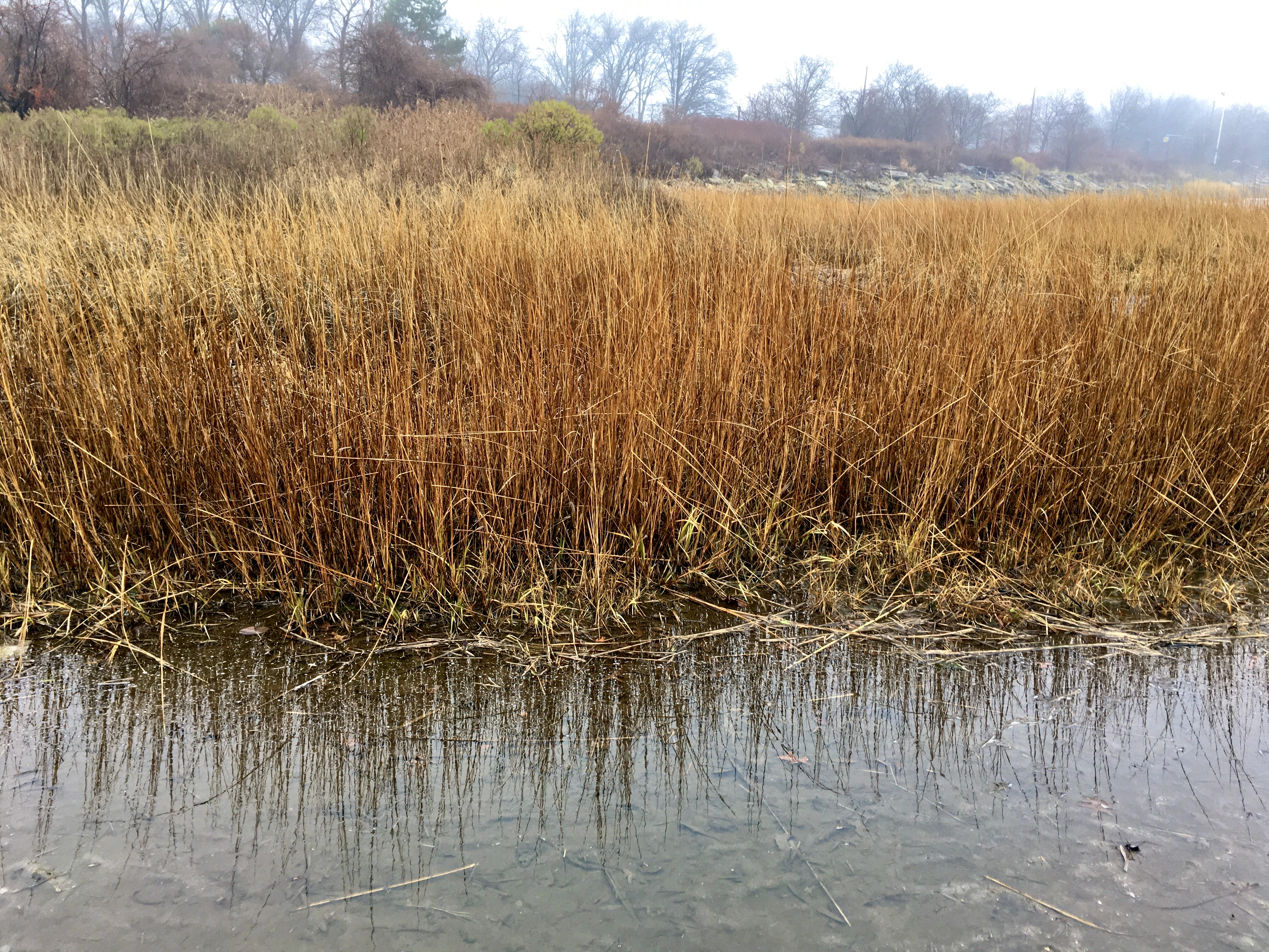 Grasses are reflected in the waters of Gerritsen Creek. Photo: Lore Croghan/Brooklyn Eagle
