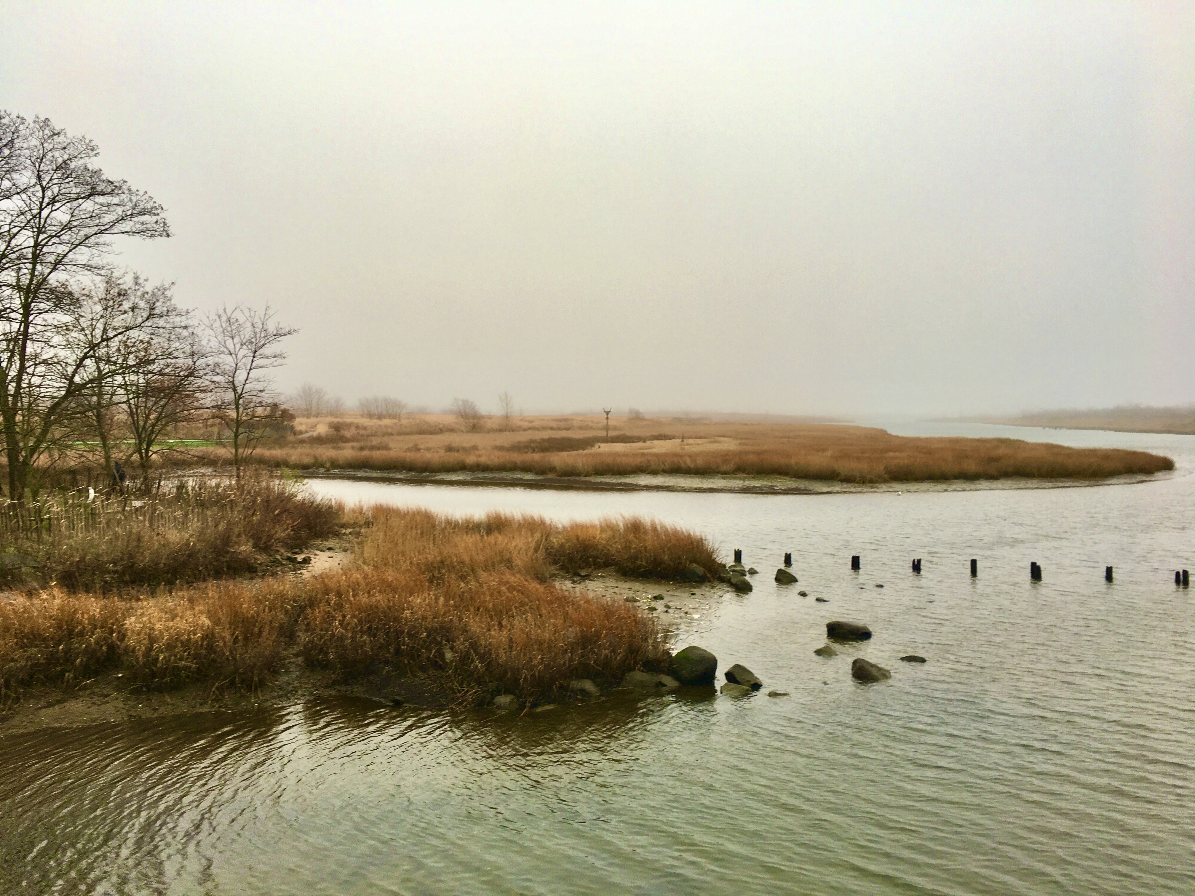 Marine Park’s nature preserve is endowed with subtle beauty in the wintertime. Photo: Lore Croghan/Brooklyn Eagle