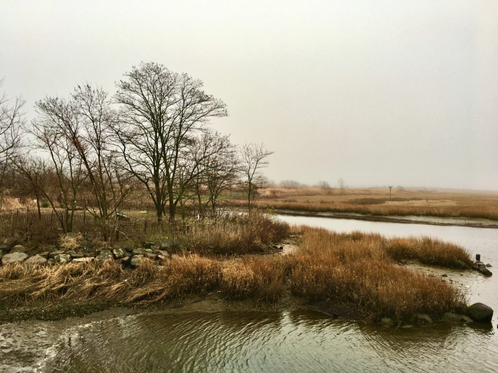 Welcome to the wilderness, right here in Brooklyn. This is the Marine Park Preserve. Photo: Lore Croghan/Brooklyn Eagle