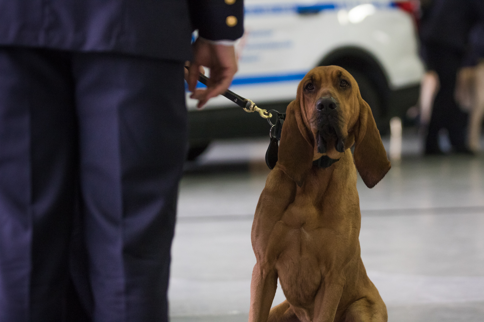 A graduating blood hound awaits his certificate at the NYPD Emergency Service Unit Canine Team graduation. Photo: Paul Frangipane/Brooklyn Eagle