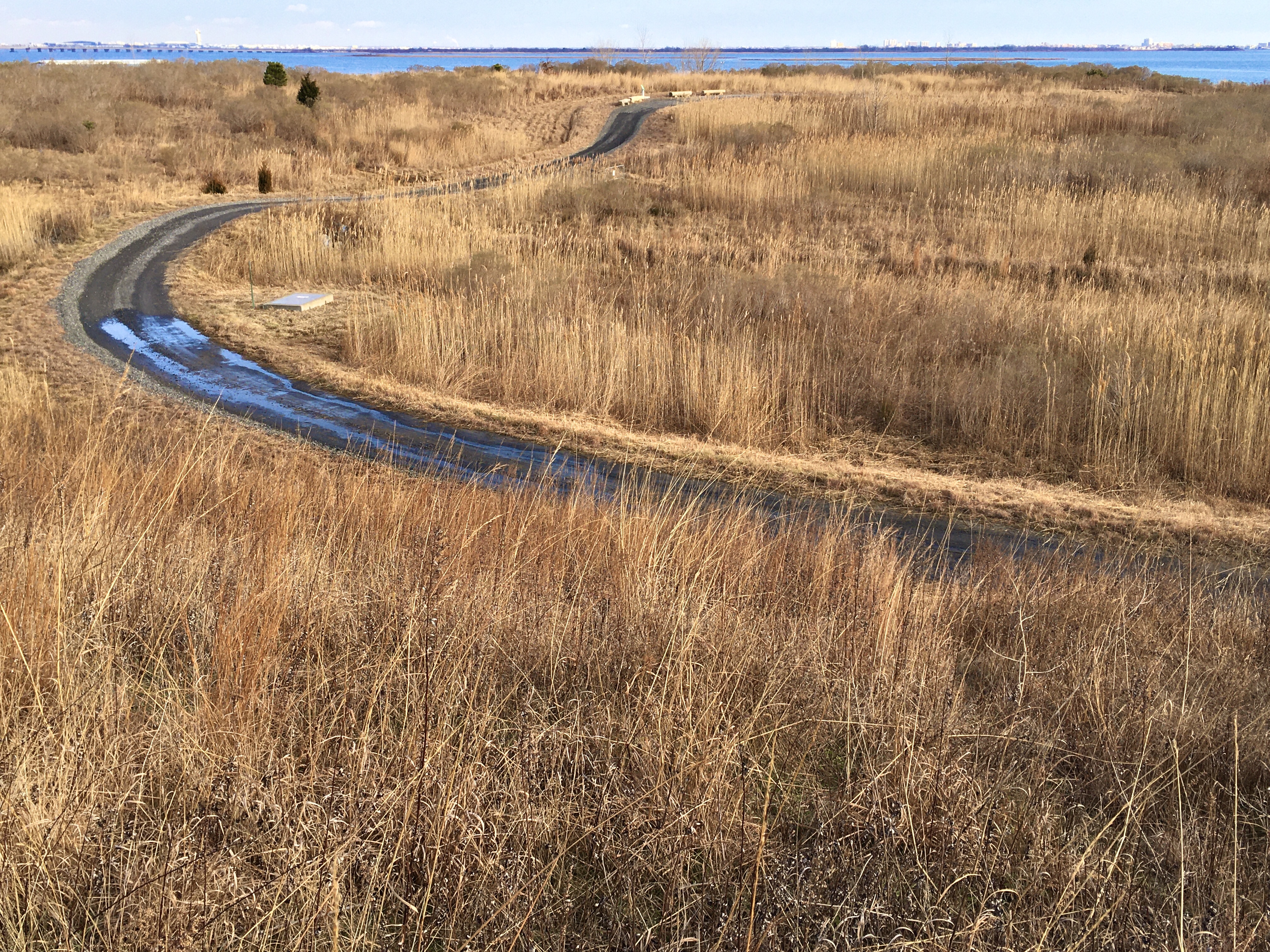 Peregrine Trail snakes through the prairie grass at Shirley Chisholm State Park. Photo: Lore Croghan/Brooklyn Eagle
