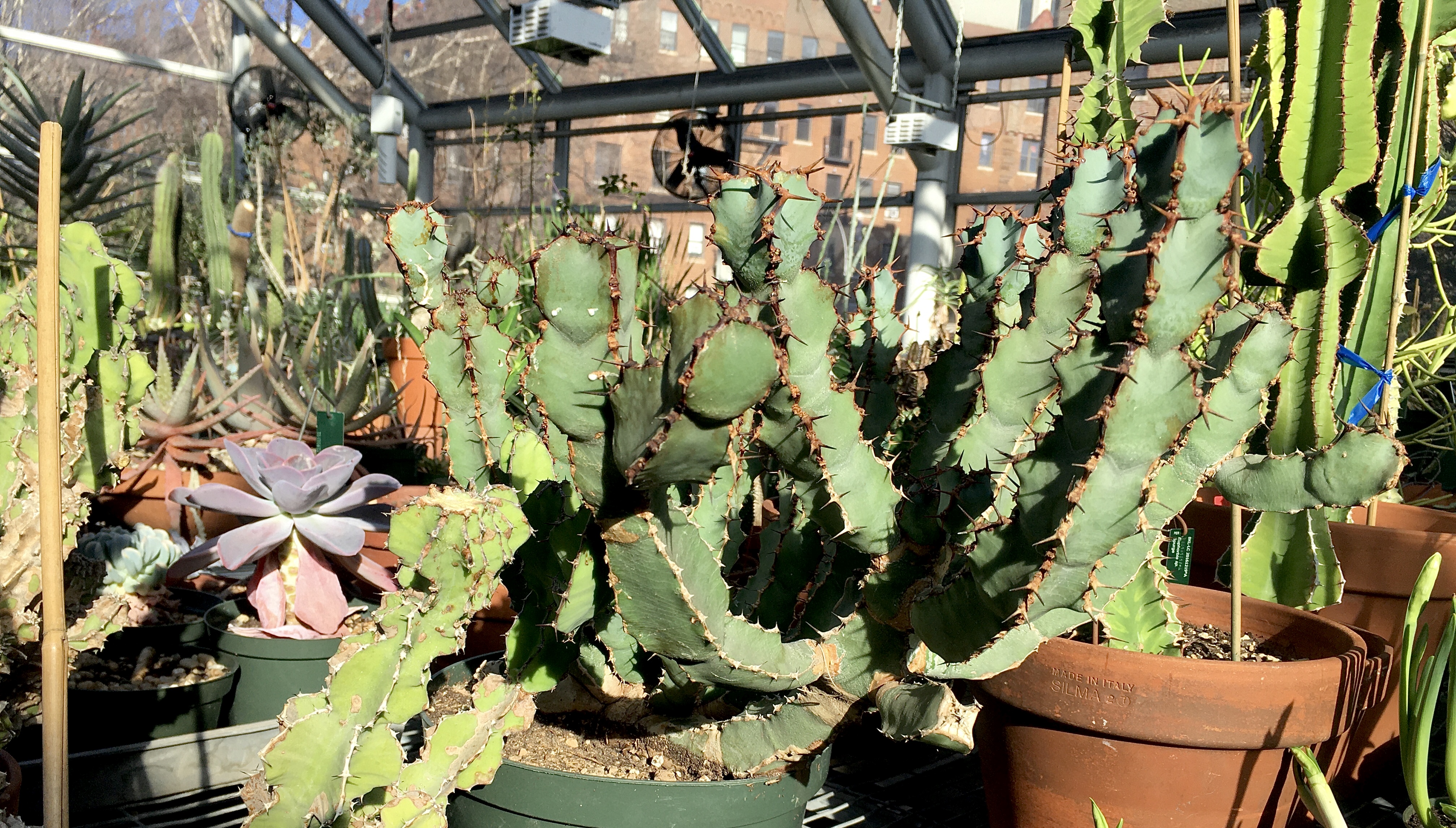 Cacti flourish in a growing room at Brooklyn Botanic Garden that’s off limits to the public. Photo: Lore Croghan/Brooklyn Eagle