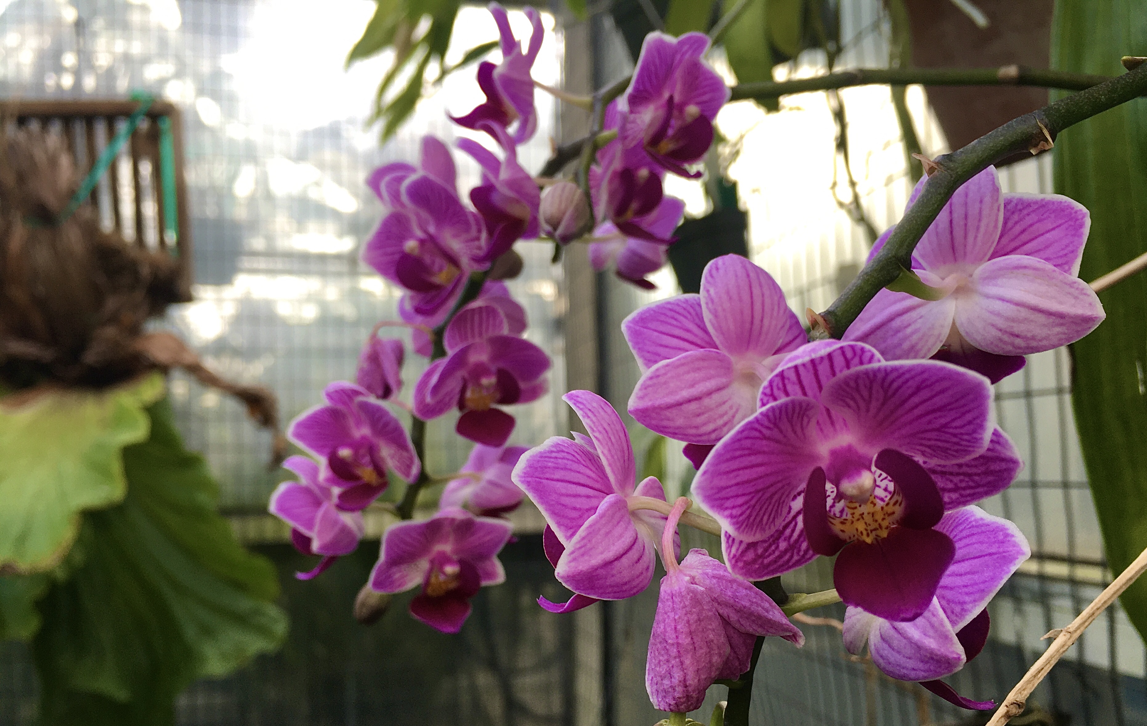 A delicate orchid blooms in a Brooklyn Botanic Garden greenhouse. Photo: Lore Croghan/Brooklyn Eagle