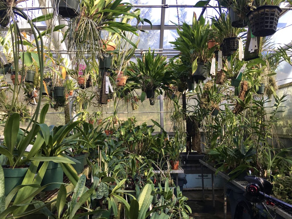 Plants hang from the rafters in this Brooklyn Botanic Garden greenhouse. Photo: Lore Croghan/Brooklyn Eagle