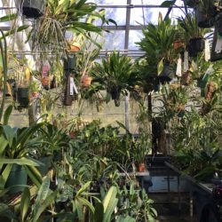 Plants hang from the rafters in this Brooklyn Botanic Garden greenhouse. Photo: Lore Croghan/Brooklyn Eagle